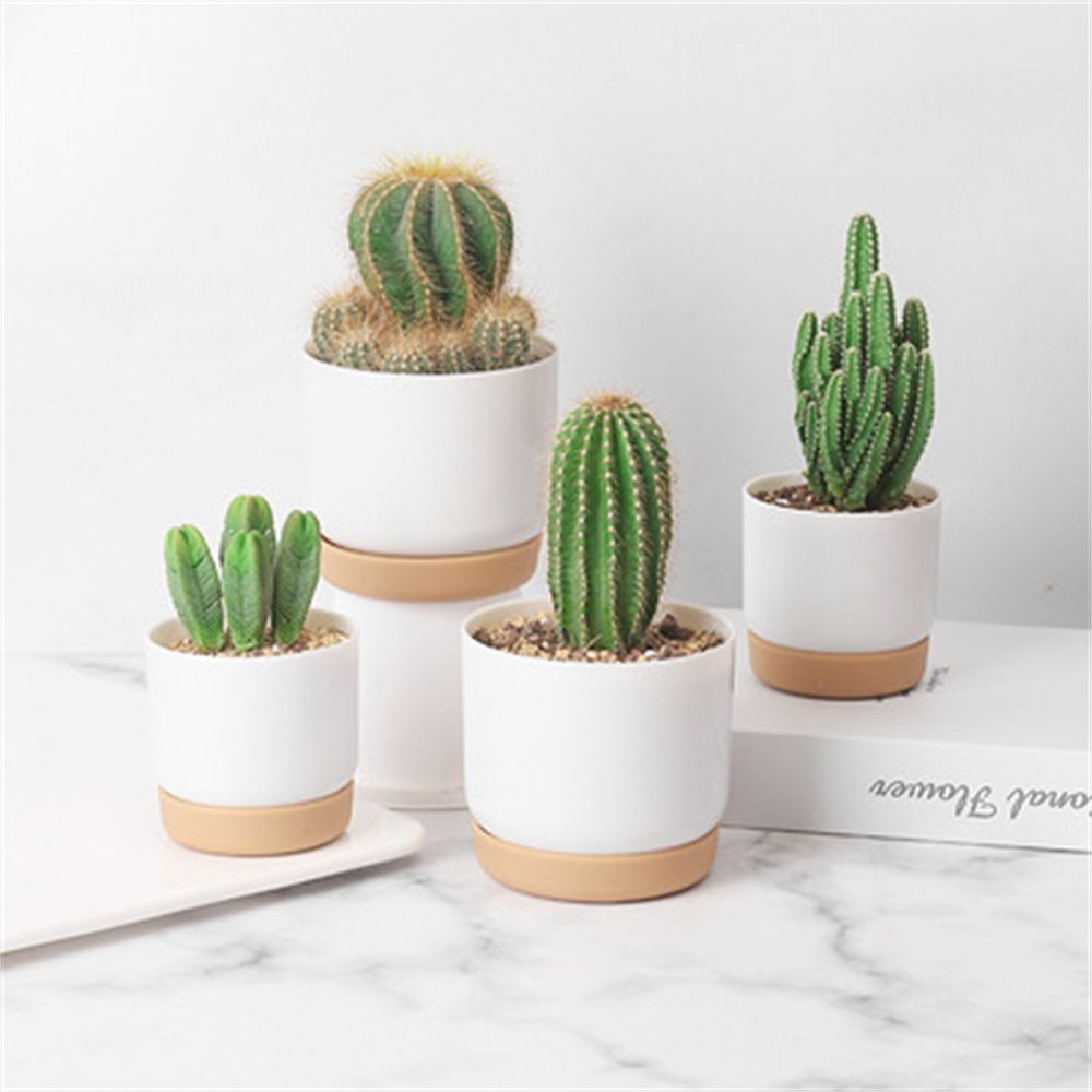 Vaso per Piante Grasse Rotondo - Echeveria Succulent recensione e prezzo