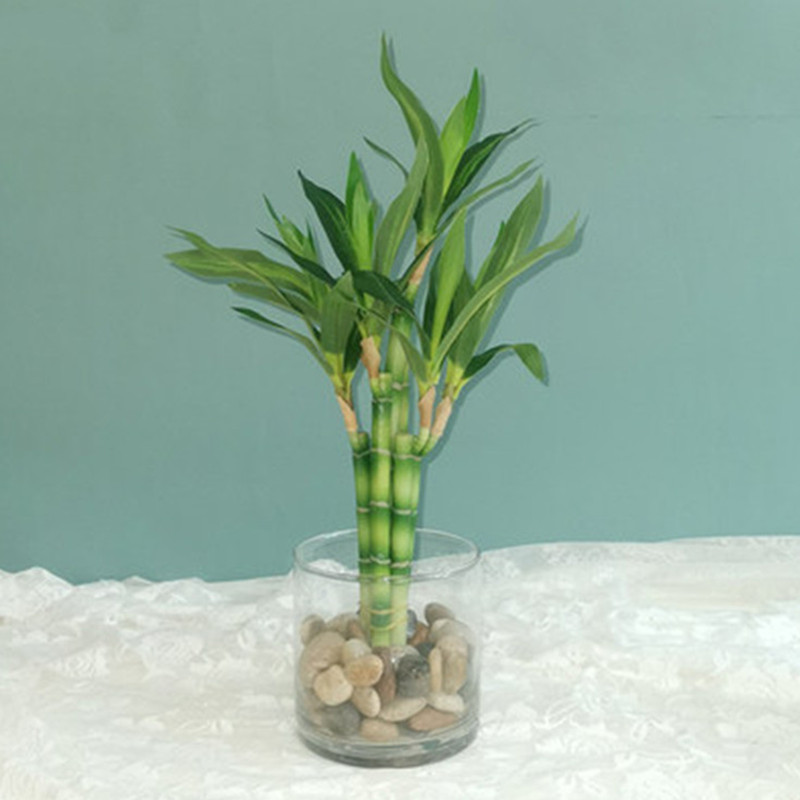 Nuova Pianta Artificiale di Ba - Echeveria Succulent recensione e prezzo