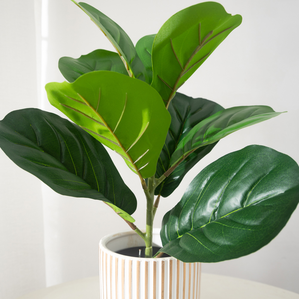 38 centimetri 9 Forchette Pian - Ficus Lyrata Tree recensione e prezzo
