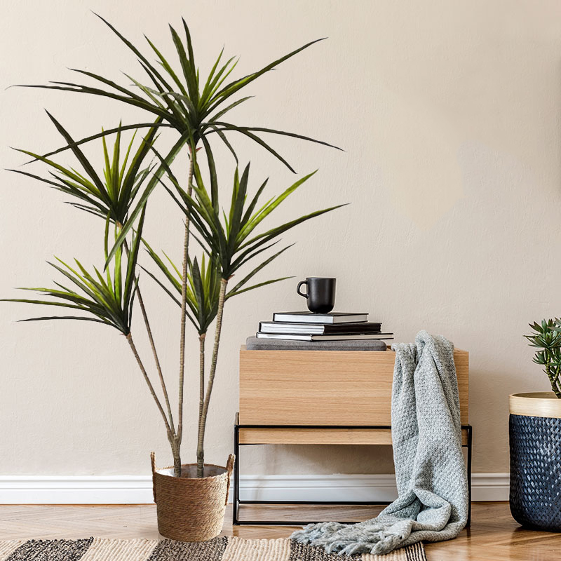90-120 cm Grandi Piante Dracae - Ficus Lyrata Tree recensione e prezzo