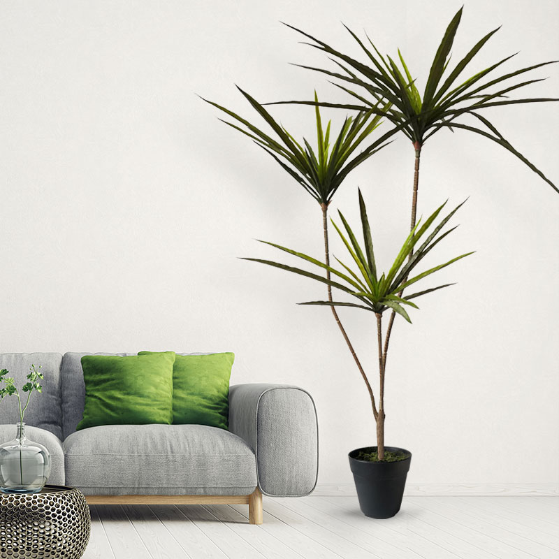 90-120 cm Grandi Piante Dracae - Ficus Lyrata Tree recensione e prezzo