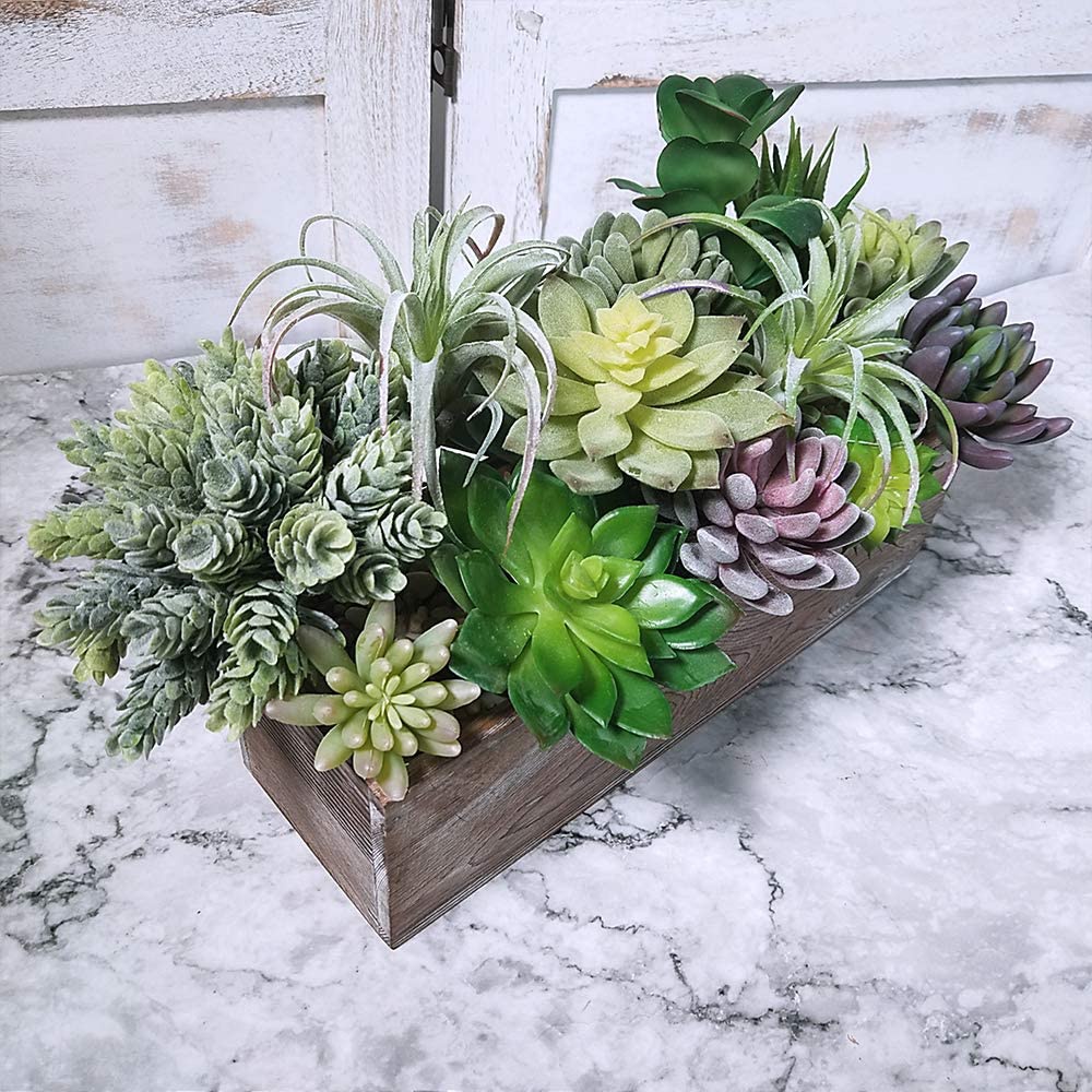 Set di 15 Piante Succulente Ar - Echeveria Succulent recensione e prezzo