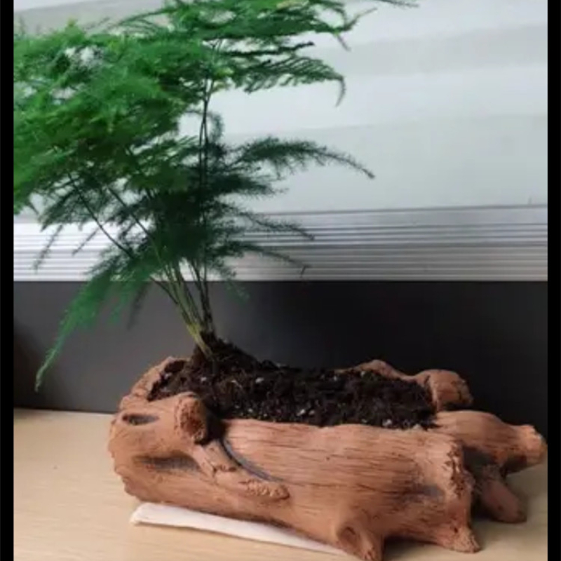 Pali in legno imitazione Radic - Echeveria Succulent recensione e prezzo