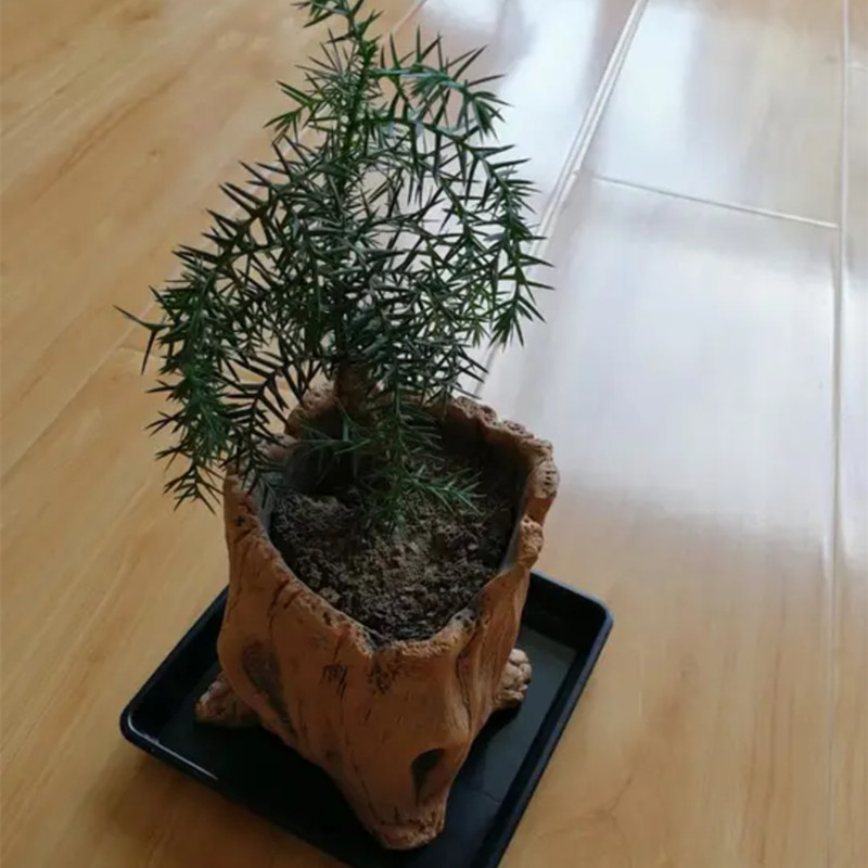 Pali in legno imitazione Radic - Echeveria Succulent recensione e prezzo