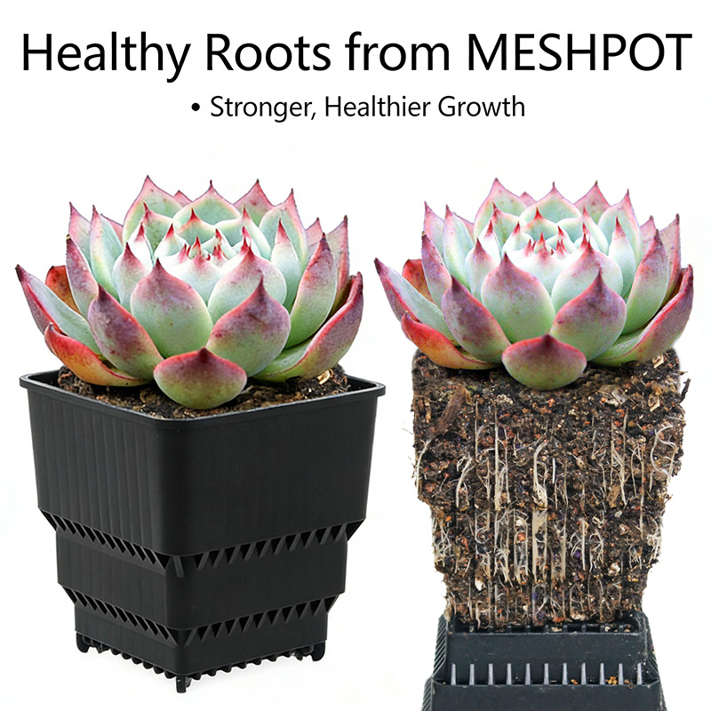MESHPOT Set di 6 Vasi Quadrati - Echeveria Succulent recensione e prezzo