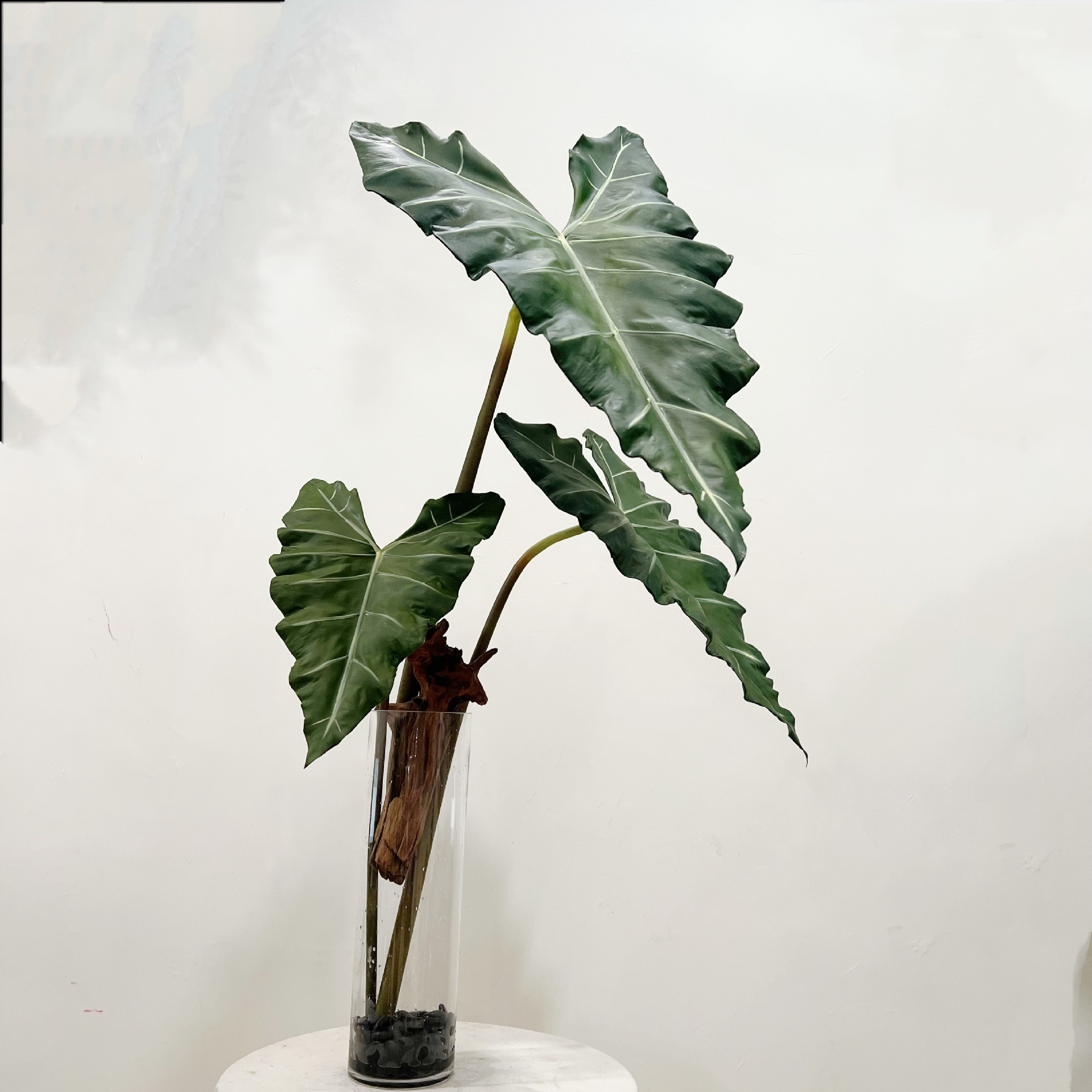 Pianta verde simulata lunga in - Monstera Adansonii recensione e prezzo