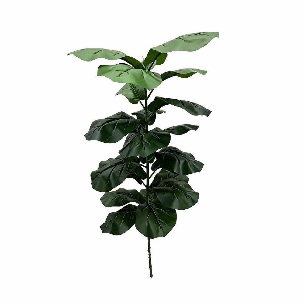 9/15/23 Foglie di Ficus Lyrata - Ficus Lyrata Tree recensione e prezzo