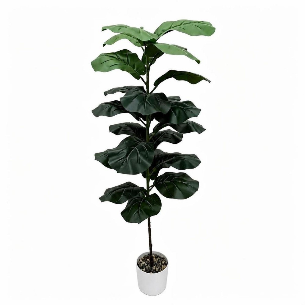 9/15/23 Foglie di Ficus Lyrata - Ficus Lyrata Tree recensione e prezzo